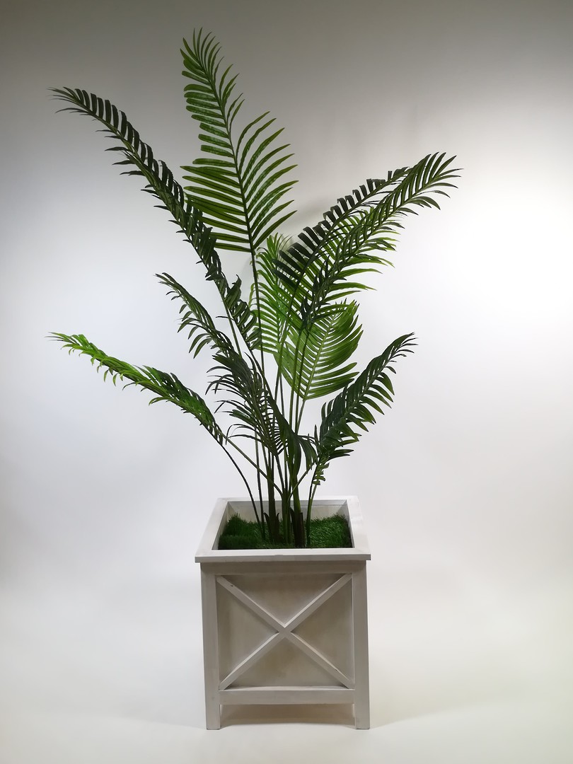 Palm Tree image 0
